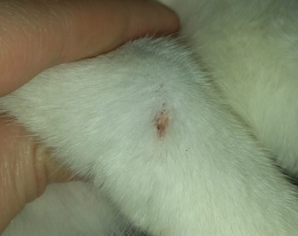 Aide patte blessée chat