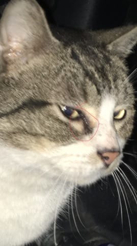 [Photo] Mon chat est il malade ?