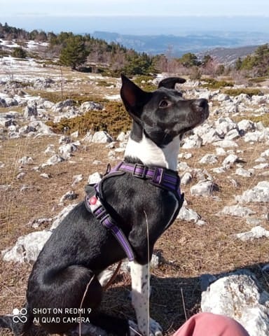 Croissance d'un croisé, jouons à deviner sa taille adulte