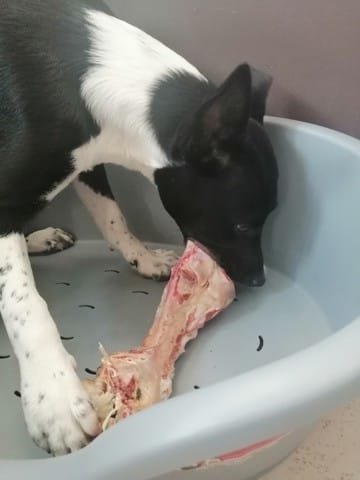 Drôle de découverte : protege son os mais pas le reste