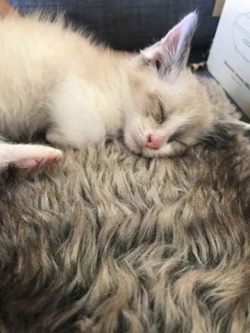 Tâches sur le museau de mon chaton