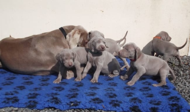 Chiots braque de weimar LOF