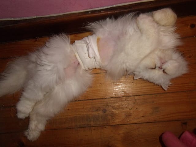 cachou