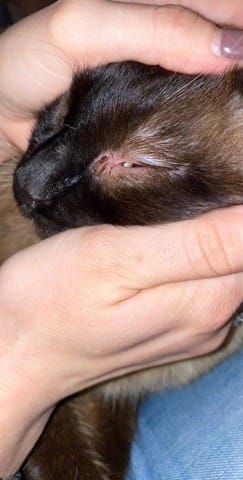 Mon chat a une infection à l’oeil