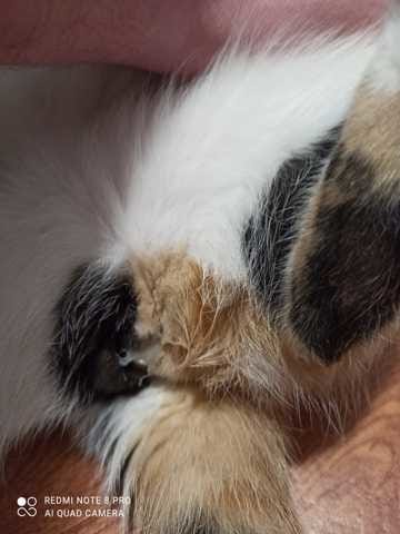 Chatte mise bas normal PHOTO