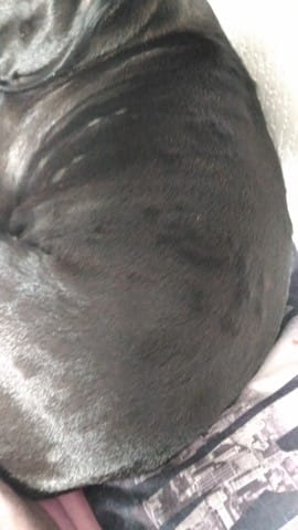 boules/boutons sur tout le corps de ma chienne