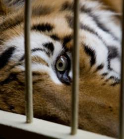 Mort de plusieurs animaux dans un Zoo Indonésien