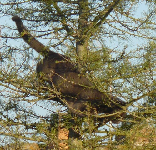 Perdu chat Européen gris à Brens 81600