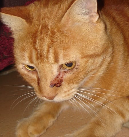 Mon chat a les yeux qui pleurent
