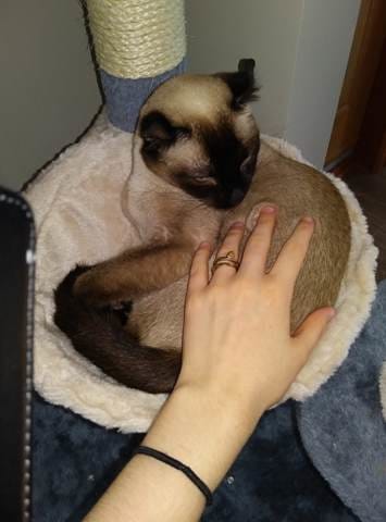 Ma chatte est-elle trop petite pour la reproduction ?