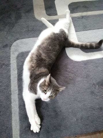 Quel est la race de mon chat ?