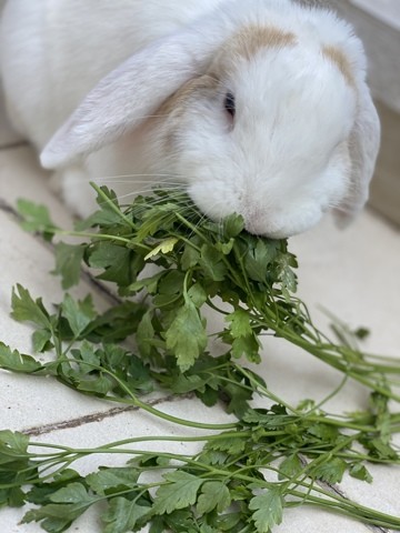 Mon lapin bélier n’est pas propre aider moi svp