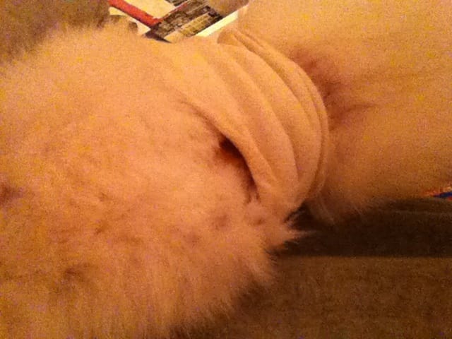 URGENT AVIS CHATTE APRÈS STERILISATION