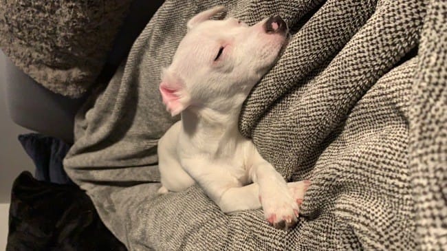 Chiot insupportable face à la nourriture