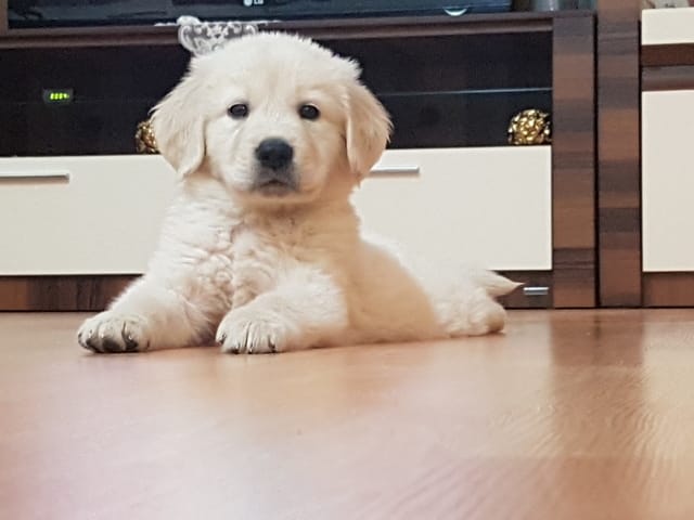 60 jours chiot golden mange pas de croquettes ?