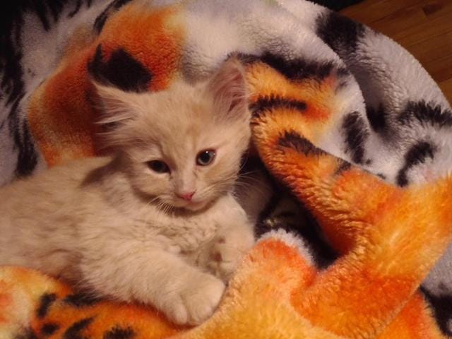 Chaton expressif et guerre à la boule de poil !