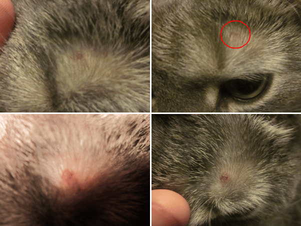 Blessure ou maladie ?