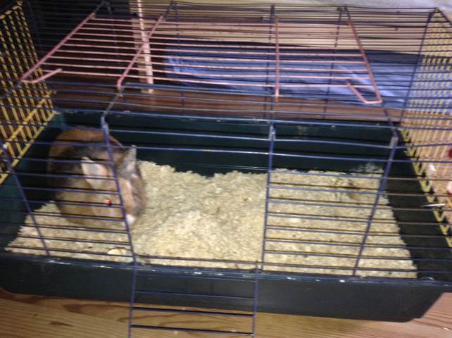 Cage pour lapin