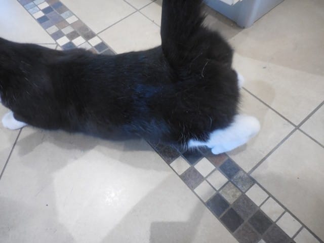 Chat qui "marche" sur son train arrière