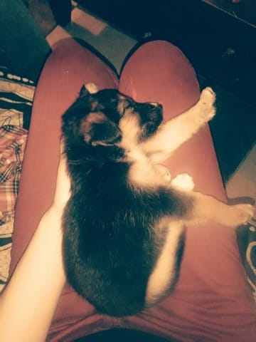 Chiot retard de croissance