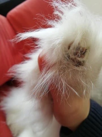 Croûte au coussinet