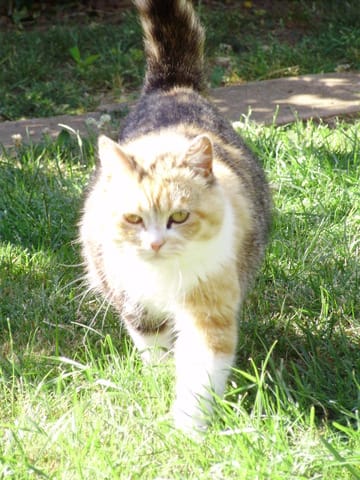 Mimi s'en est allée au paradis des chats