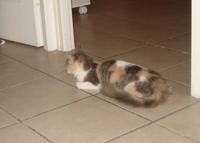 Idée de prénom pour une tite minette
