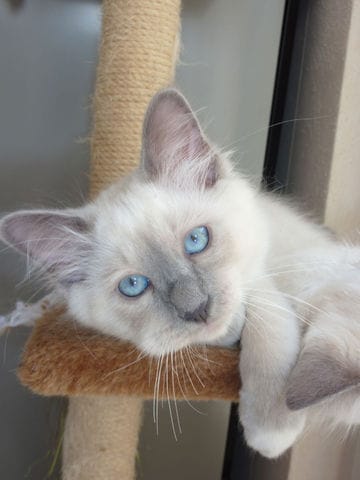 Gibbs le terrible 4 mois aujourd'hui