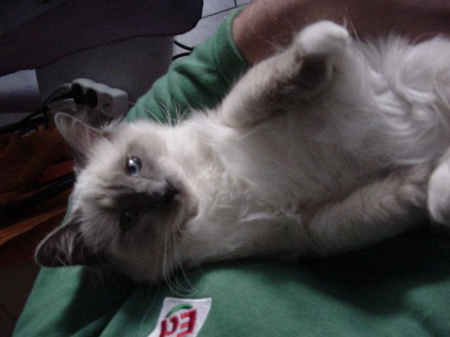 Courbe de poids des chatons