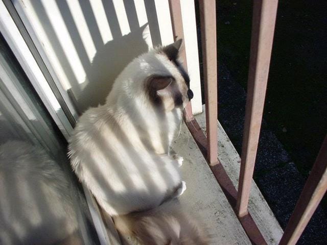 A la recherche d'une fiancée pour Gibbs