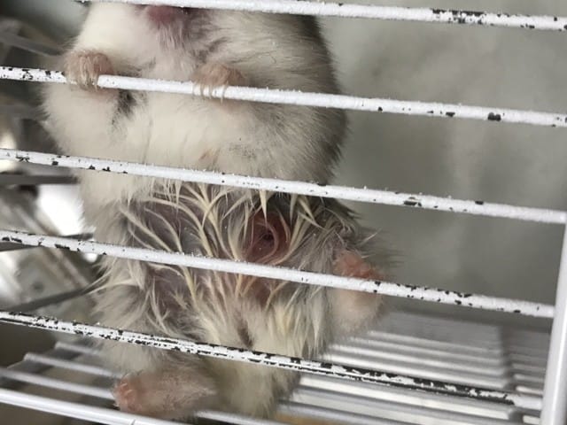 Hamster russe a blessure en bas du ventre avec du sang