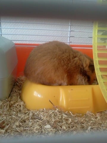 Mon hamster n'a pas un très beau poil ! 