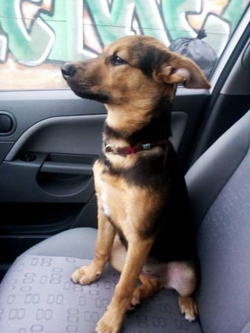 Quelle est la race de mon chien