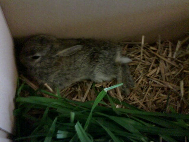 URGENT : Comment soigner un lapin ramené par notre chat ?