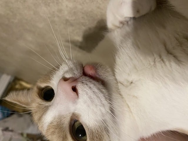 Boule lèvre inférieur chat