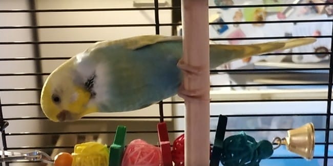 Perruche ondulée pb de plumes