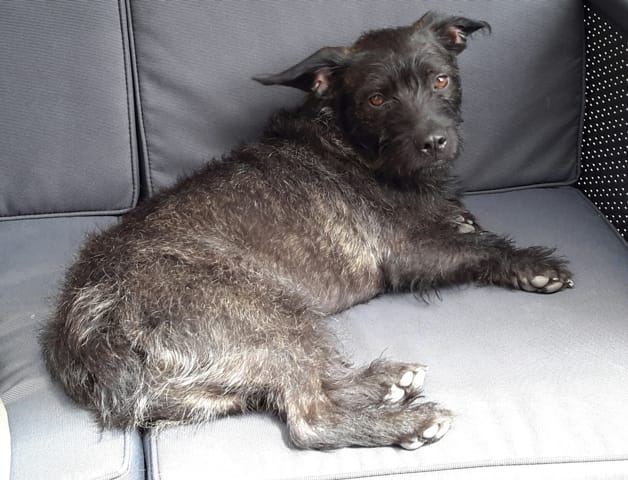 De quelle race est mon chien croise ?