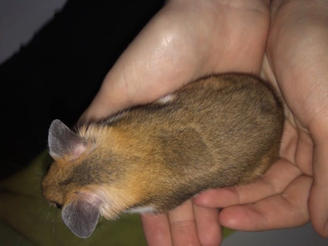 Perte de poils bizarre Hamster ;(