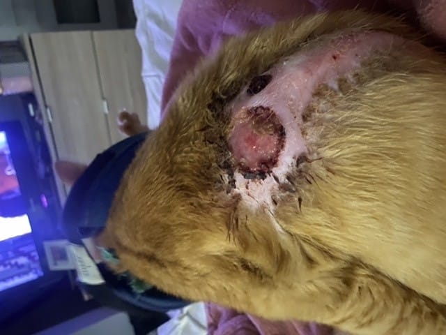 Plaie qui cicatrise mal