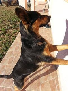 Chienne berger allemand *