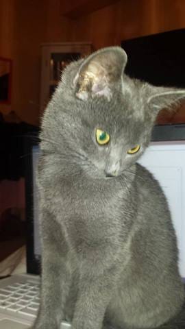Bleu russe ou pas ? 