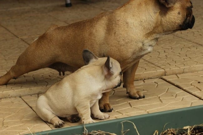 Disponible e suite 5 Bouledogue français