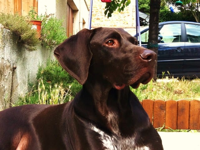 Désistement du dogsitter pour la garde de mon chien...