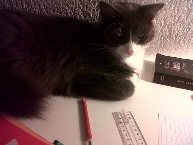Idée de nom de chat