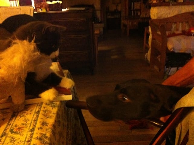 Partir en week-end avec son chat. Possible ou inconcevable ?