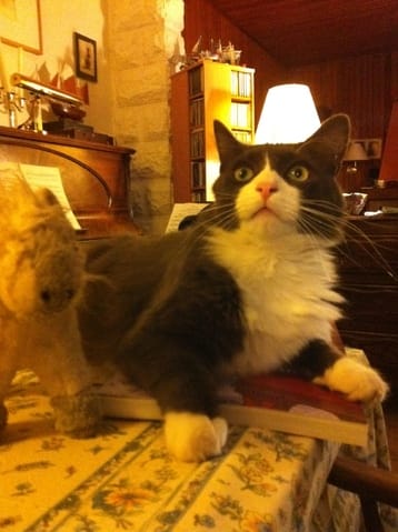 Mon veto ne m'a pas prescrit de vermifuge pour twin.  