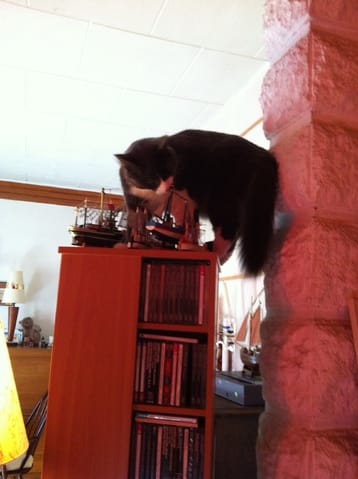 Quelle Litière utilisez-vous ?