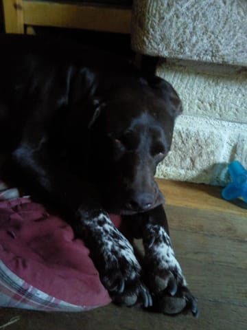 Un woof woof de Matis en plein sommeil. ( vidéo )  