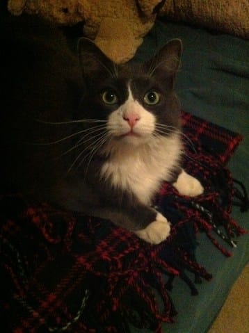 Les photos qu'on aime de nos animaux :) 