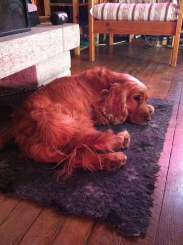 Les premiers jours de Molly à la maison. 